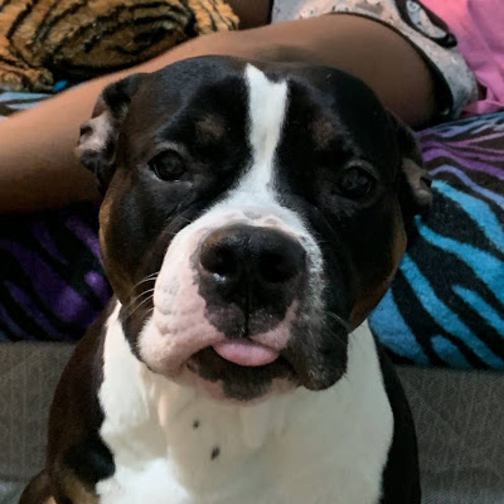 Meet your Posher, Noelslife